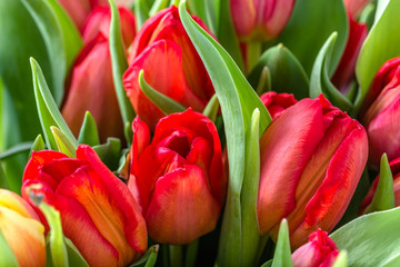 Naklejka premium Bunch of red tulips, bouquet of flowers, closeup