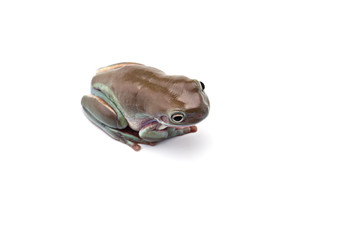 blue Giant flying frog isolated on white background