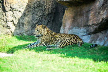 Leopard resting in the shade