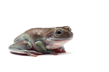 blue Giant flying frog isolated on white background