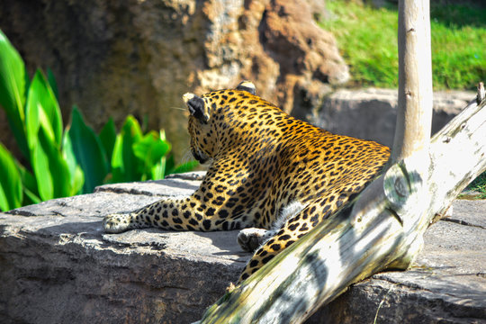 leopard watching from a rock