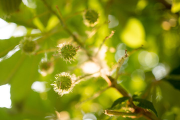 chestnut tree