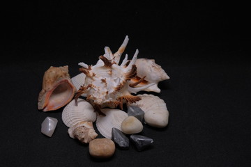 shells, seashell, white,  summer, texture