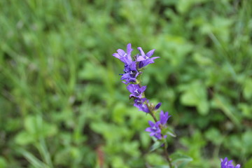 blue flowers