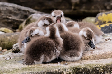  Immature Flightless Steamer Ducks