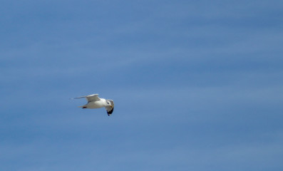 A seagull with expanded wingspan soars against a blue winter sky over Cape Cod in Massachusetts.