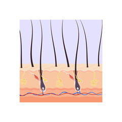 Scheme of the structure of the hair root in the skin layer color vector illustration.