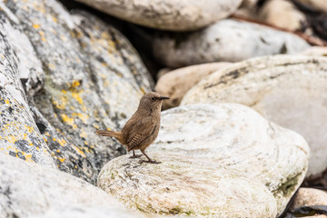 Cobb's Wren Carcass Island