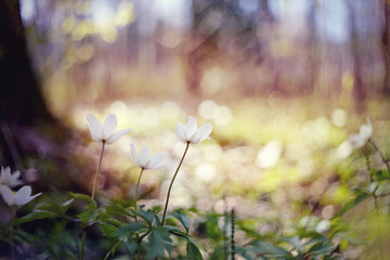 BacBackground with spring primroses - flowers of an anemony © Azaliya (Elya Vatel)