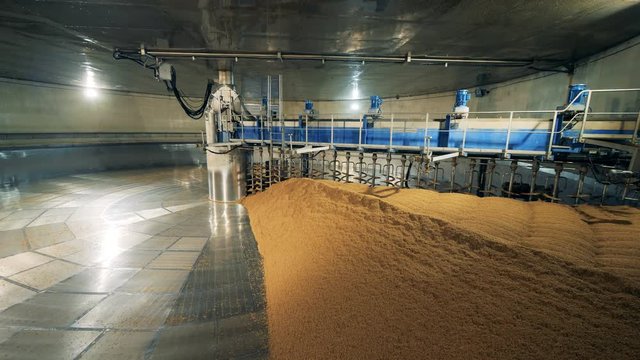 Pile of seeds dried at a warehouse. Treatment of malt at a brewery.