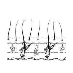 Black and white illustration of the structure of the hair root i