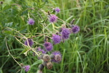 bee on flower