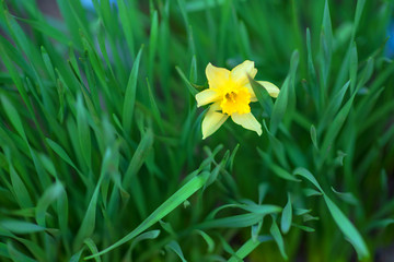 Yellow daffodil and green leaves. Springtime.