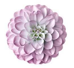 light pink  flower dahlia  on a white  background isolated  with clipping path. Closeup.  for design. Dahlia.