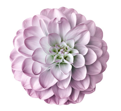 Light Pink  Flower Dahlia  On A White  Background Isolated  With Clipping Path. Closeup.  For Design. Dahlia.