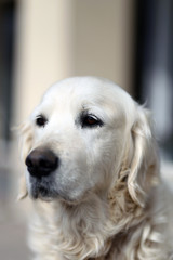 Portrait closeup of an purebred old age golden retriever canine