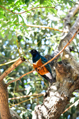 Lamprotornis superbus estornino soberbio