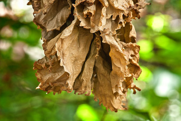 dried leaves