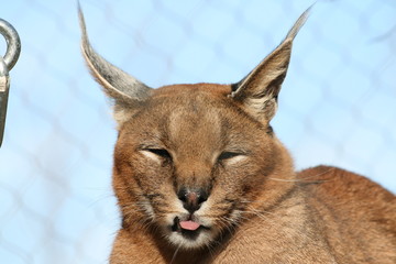 lynx
