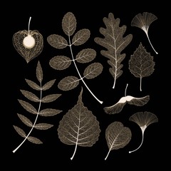 Vector set of high detailed skeleton leaves