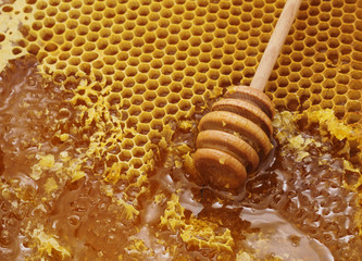 Honey dipper on honeycomb.