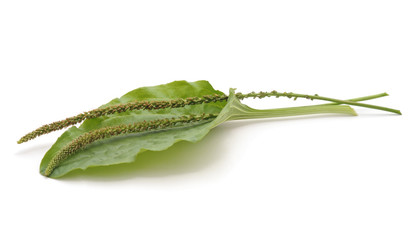 Green leaf of plantain.