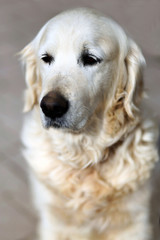 Portrait closeup of an purebred old golden retriever canine