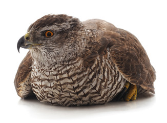 One brown falcon.
