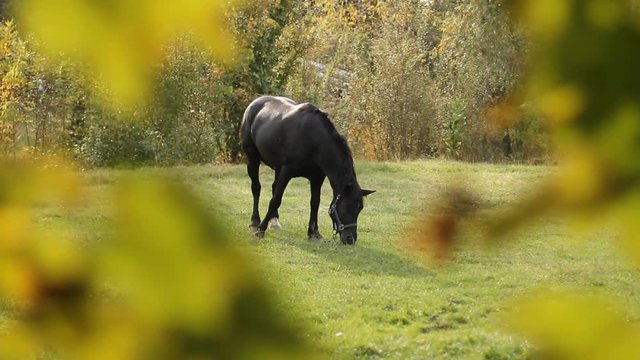 Black Horse graze in the Meadow