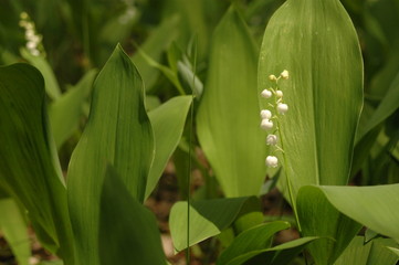 first spring flowers, snowdrops in garden, sunlight