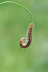 caterpillar on a leaf