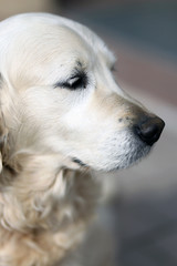 Old golden retriever pedigree dog looking against natural background