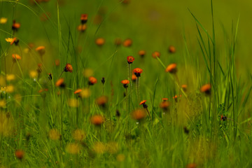 Wild orange hawkweed growing in northern Wisconsin.