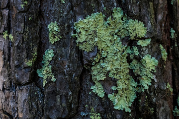 Lichen on the bark of a tree. Lichen grows on birch. copy space