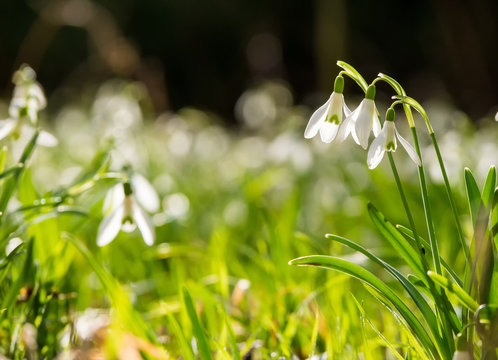 Schneegl&ouml;ckchenwiese vom Fr&uuml;hlingslicht durchflutet