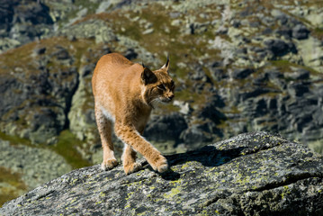 Lynx climbing a rocks in mountain
