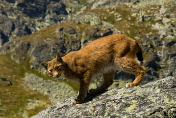 Lynx climbing a rocks in mountain