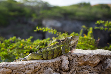 iguana