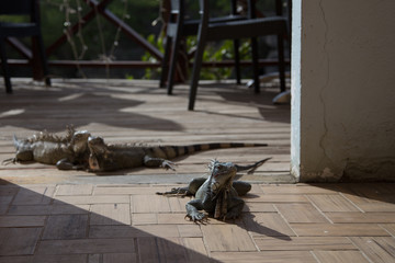 iguana