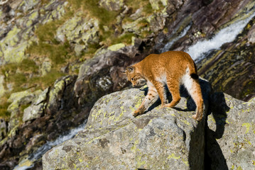 Lynx climbing a rocks in mountain
