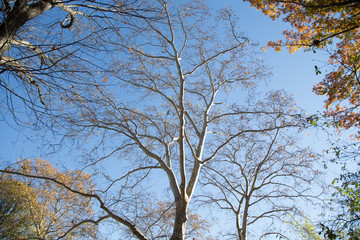 Autumn