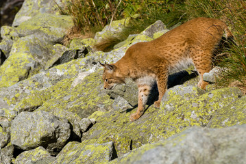 Lynx climbing a rocks in mountain