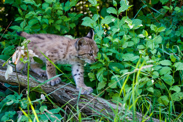 Fototapeta premium Young lynx