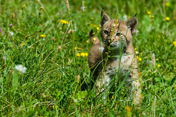 Young lynx