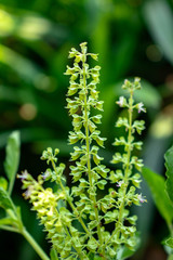 Lamiaceae flower is an herb known as blade lamiaceae in the Thai language  are commonly used in Thai cuisine for certain stir-fries and curries such as phat kaphrao