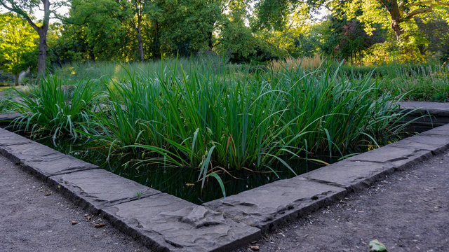 Ein Teich im Park mit gr&uuml;nen Pflanzen, Botanischer Garten in Duisburg Hamborn