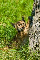 Young lynx © Tomas Hulik