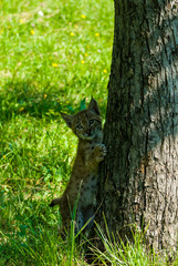 Young lynx