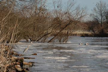 Migrating Birds on the River in Winter