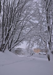 Weiß verschneite Winterlandschaft - Bäumchen am Hang schneebedeckt 